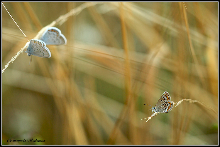 Le st� curando, quale delle due?