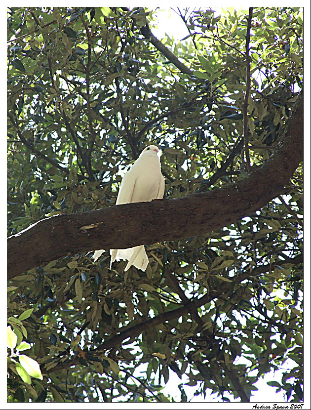E' inutile che continui a fissarmi...tanto non scendo...