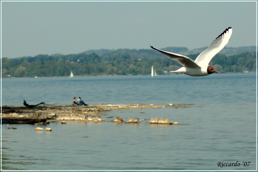 Jonathan Livingstone