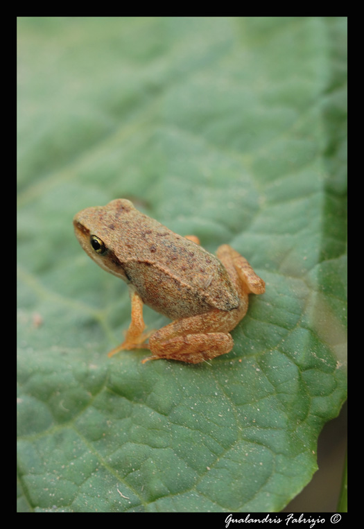 Piccola Rana