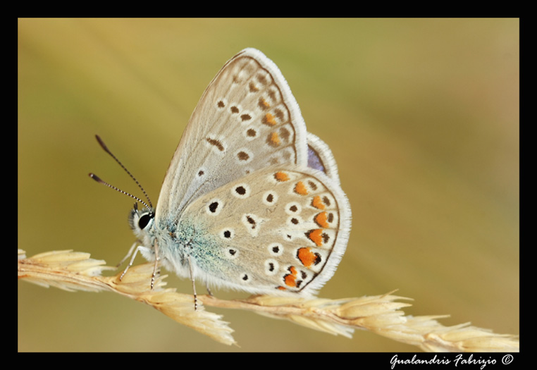 Polyommatus Thersites