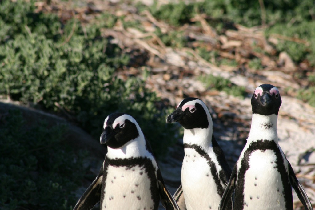 La banda......pinguotti