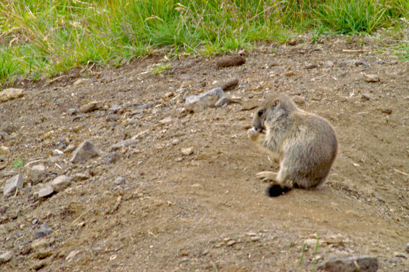 Marmotta