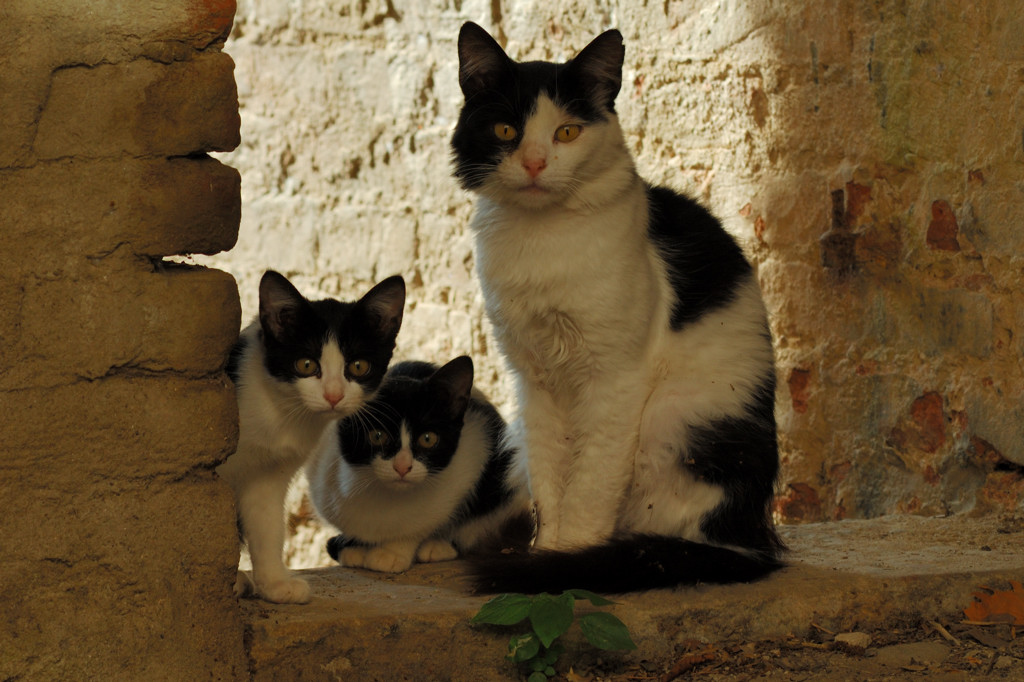 Non dovete aver paura gattini miei, c'� la mamma qui con voi