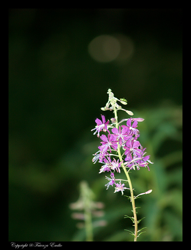 fiori di bosco