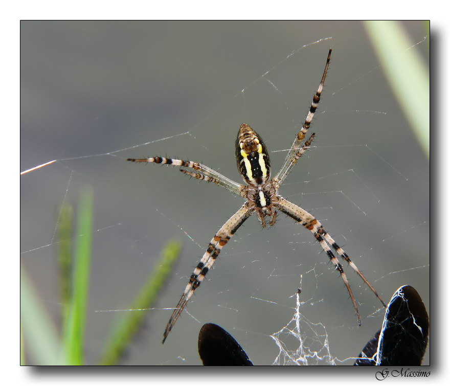 Argiope bruennichi