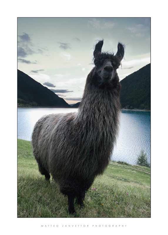Lama Glama