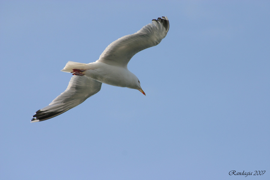 ...giocando con il vento...