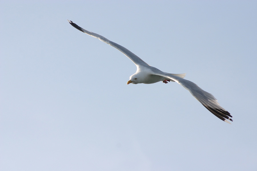 ... volo sull'oceano ...