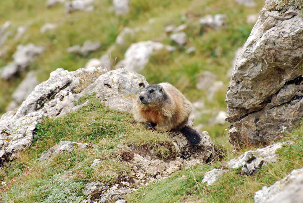Marmotta