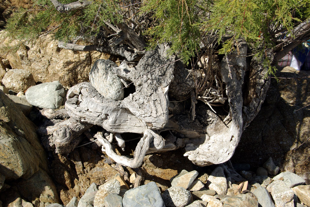 Attaccati "per la vita"