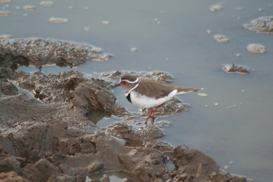 ops non mi ricordo il nome