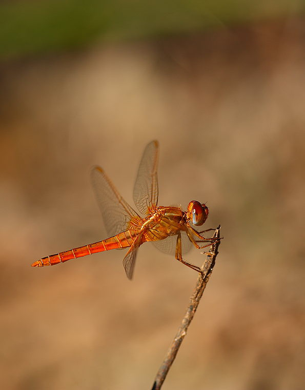 Una piccola libellulina rossa