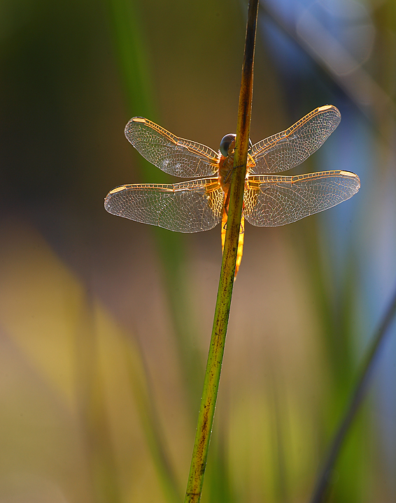 Speriamo che non mi veda.......