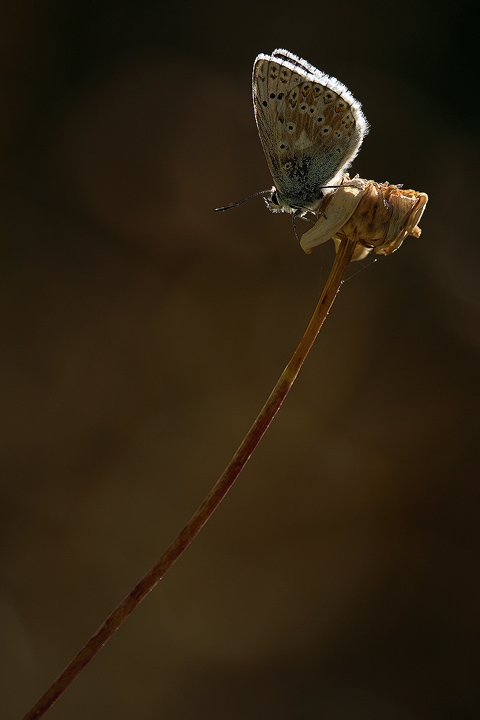 Sul fiore in controluce