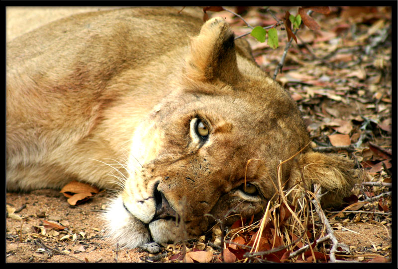 CUCCIOLO SPENSIERATO