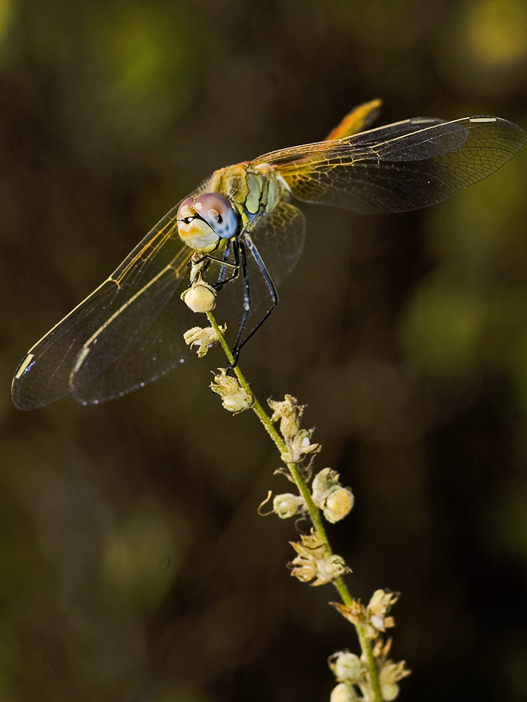 libellula