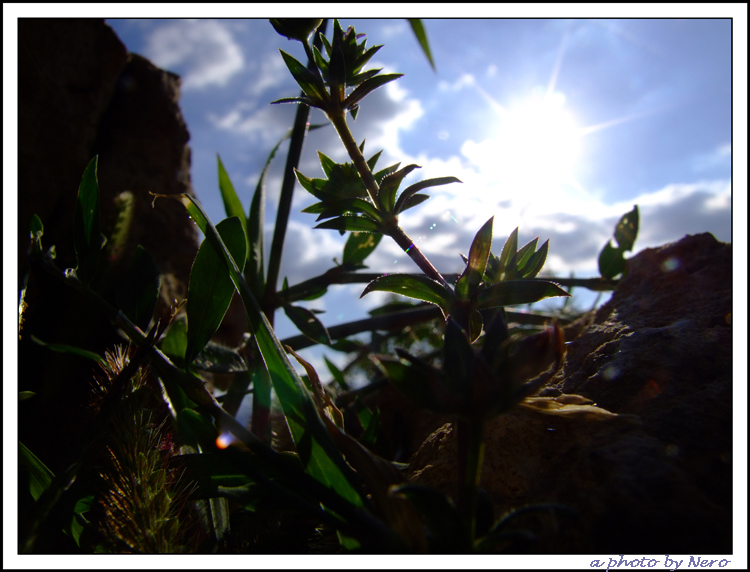 Alvaneta - Alba tra le piccole cose