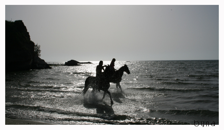 Horses in the Sunshine