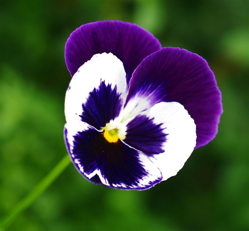 ...Dal giardino di casa mia...