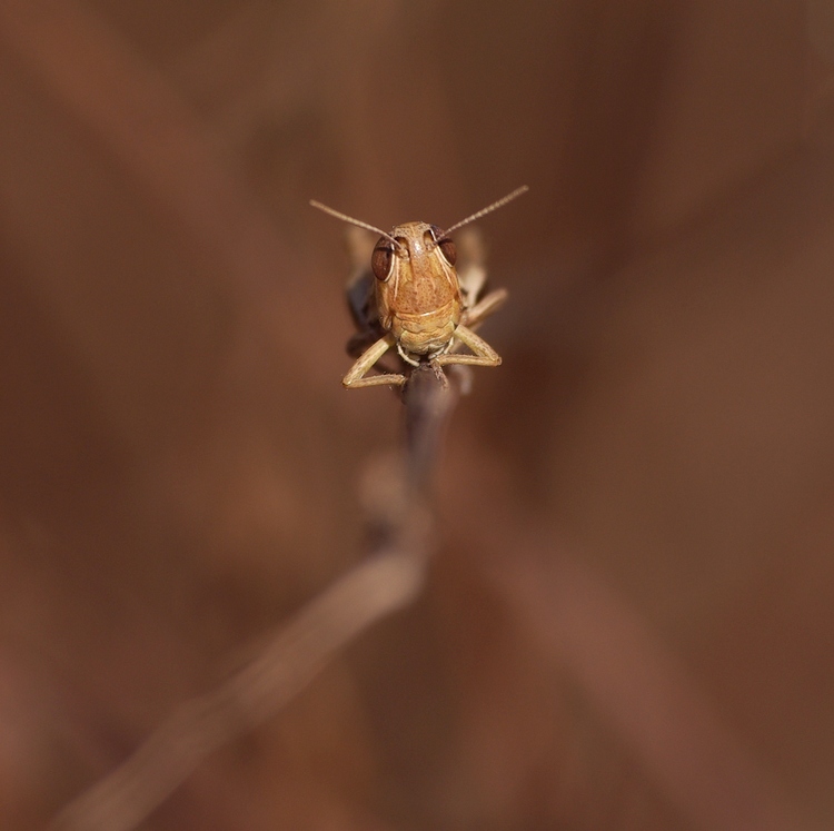 Sei proprio un testone