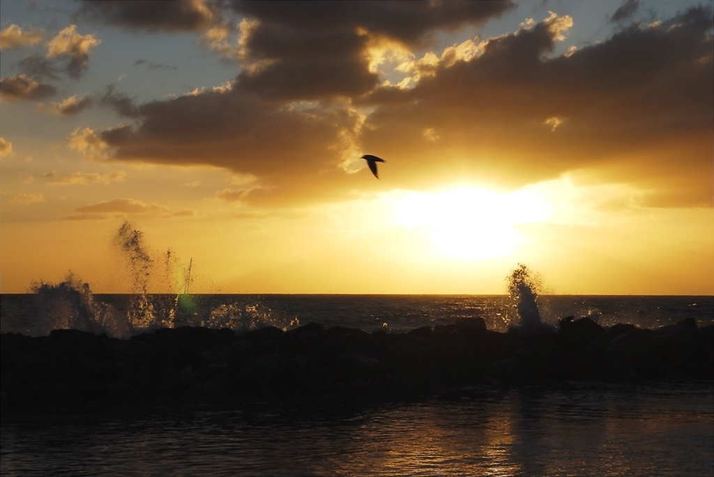 Gabbiano al tramonto