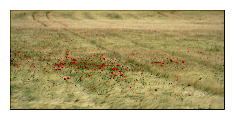 Un p� di Rosso nel Grano