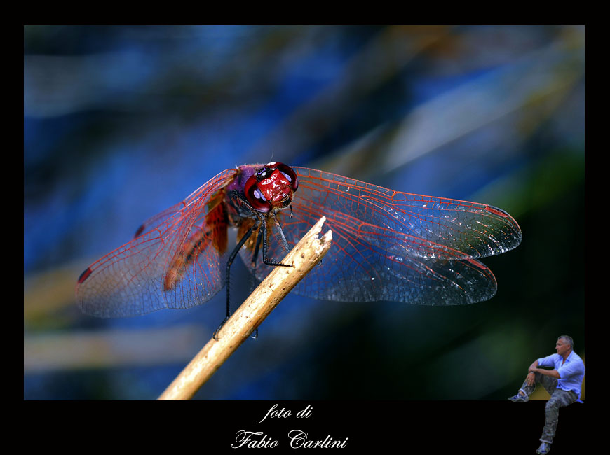libellula