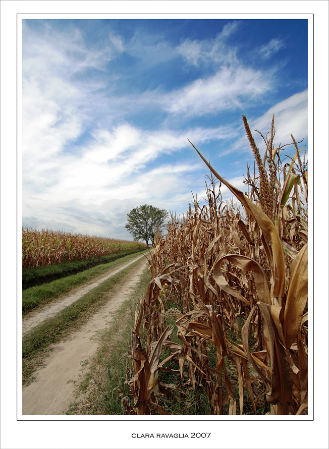 Il viottolo.....e il granone