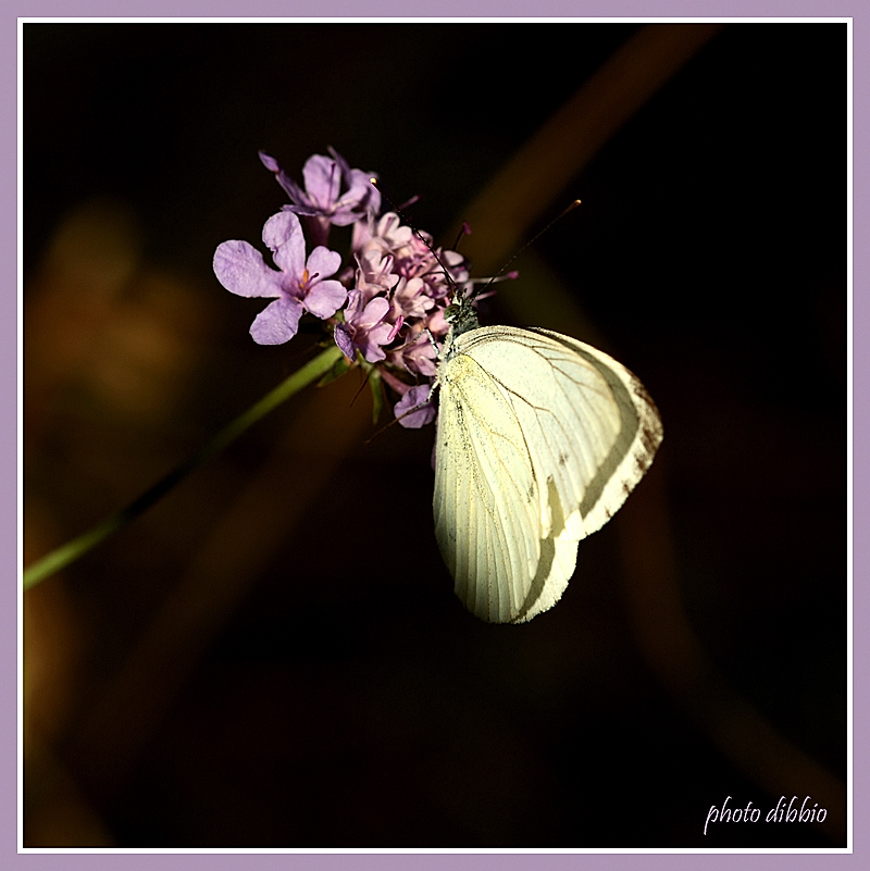 ... un raggio di sole ...