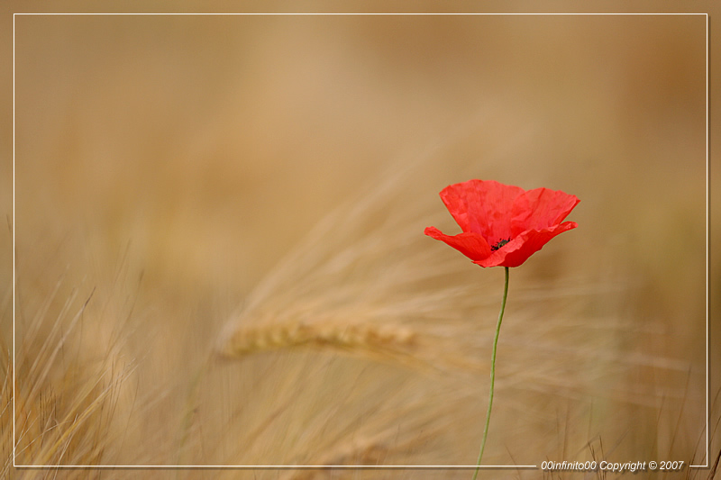 :: Ognuono ha il suo...