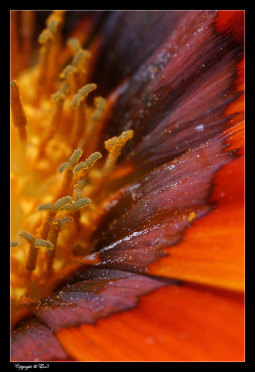 Gazzania_Portfolio (7 Immagini)