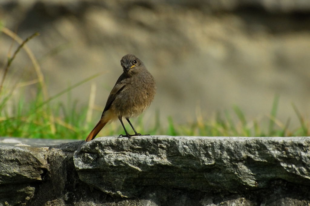 Codirosso sospettoso