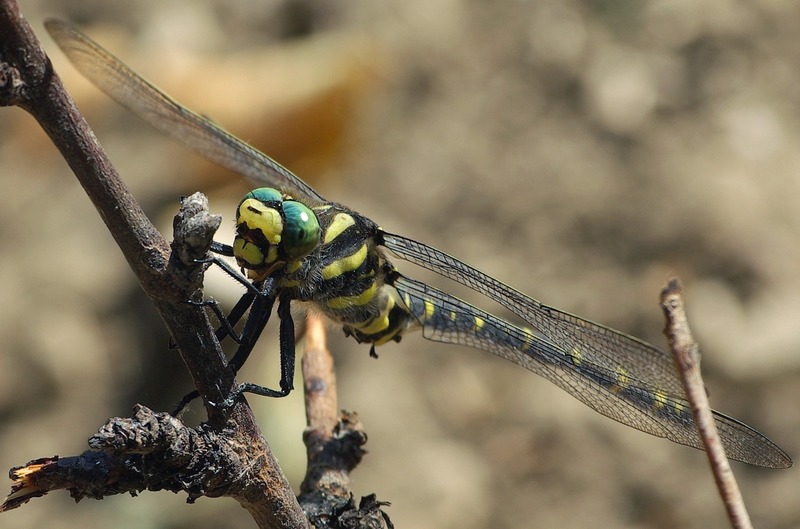 tigrellula o vespellula