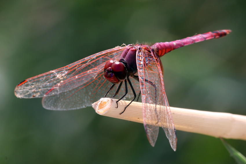 red dragonfly