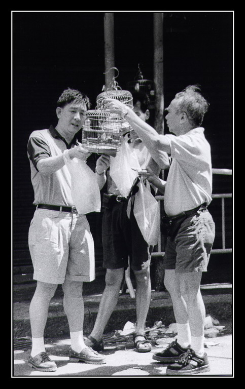 Cina n.5 - ...ed io vi dico che il mio canarino ...