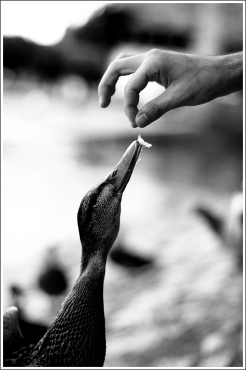 magna magna ^^ v2 :D