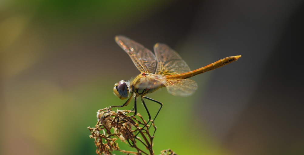Libellula "dorata"