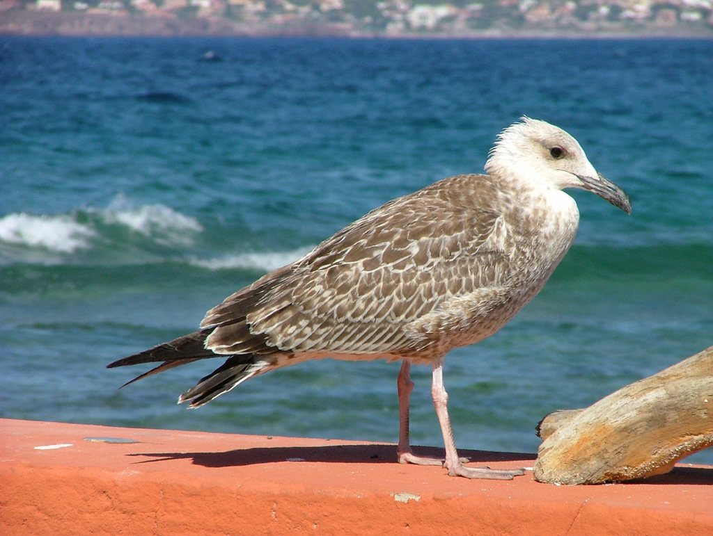 Gabbiano dell'Isola Piana