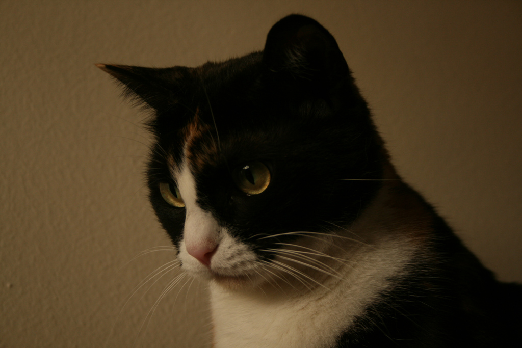 ..un'attenta scrutatrice..