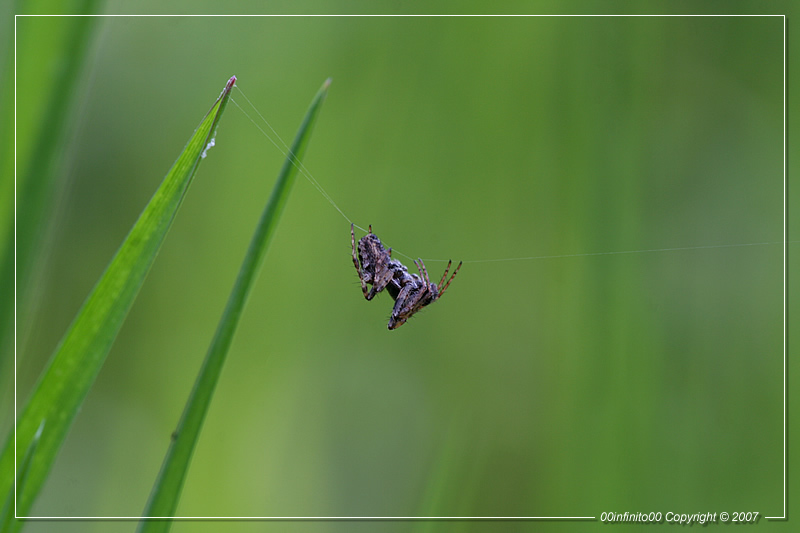 :: Appeso ad un filo