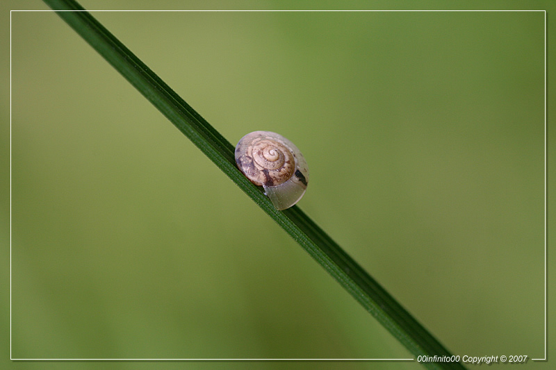 :: Su un filo d'erba...