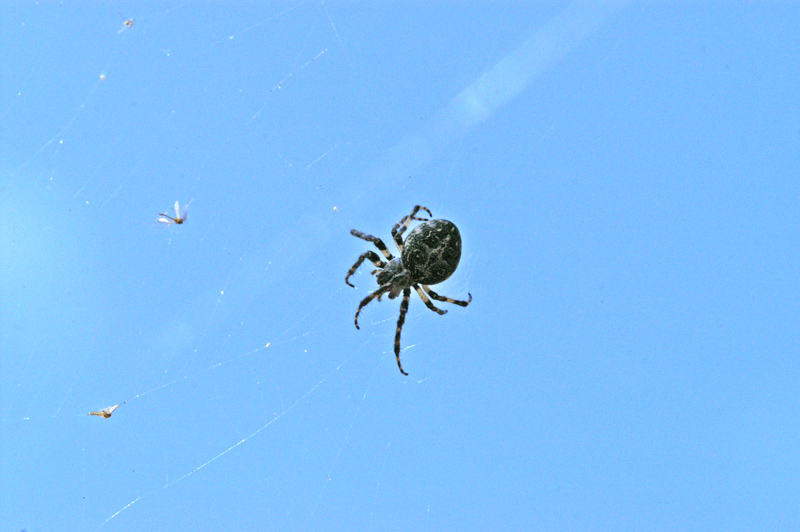 il ragno e la trappola