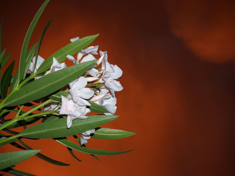 contrasto fiore cielo