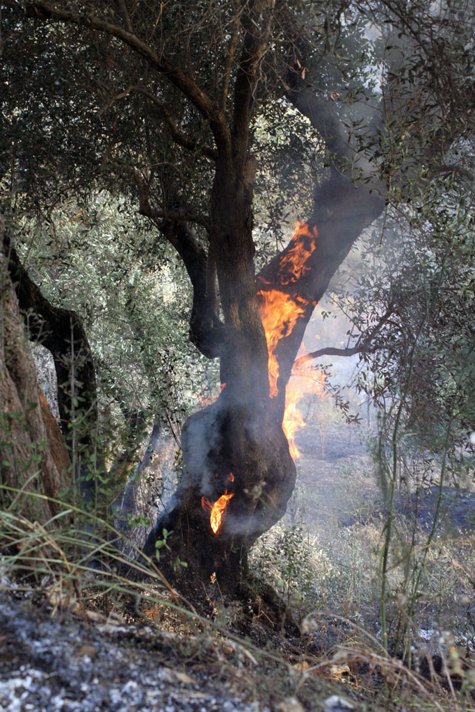Foto incendio nel cilento