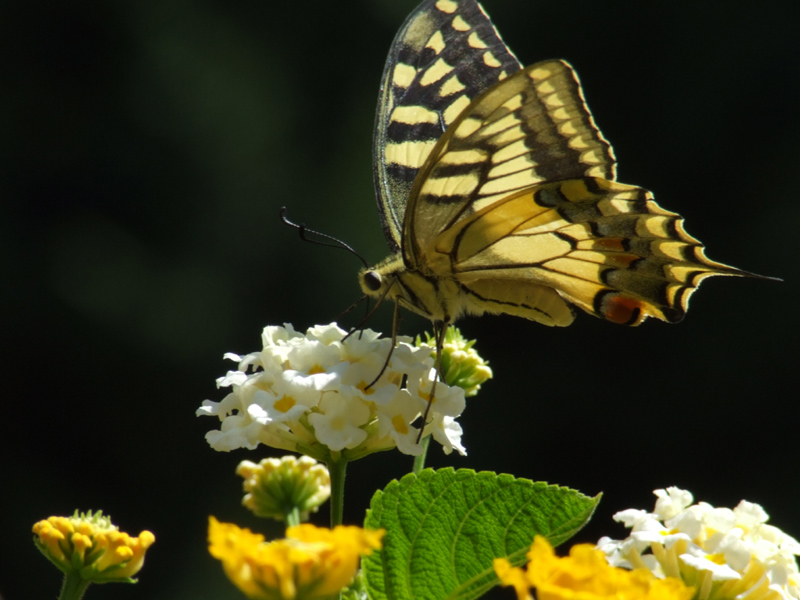 la colazione gnam gram