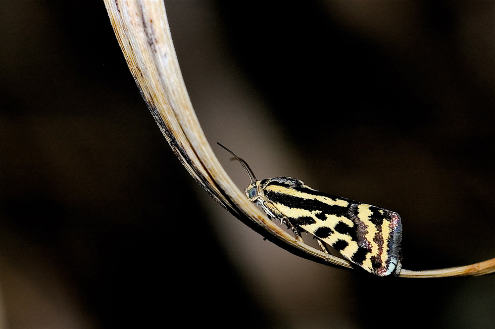 Timidissima (Emmelia trabealis)
