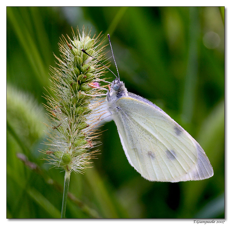 Pieris Brassicae (Cavolaia maggiore)