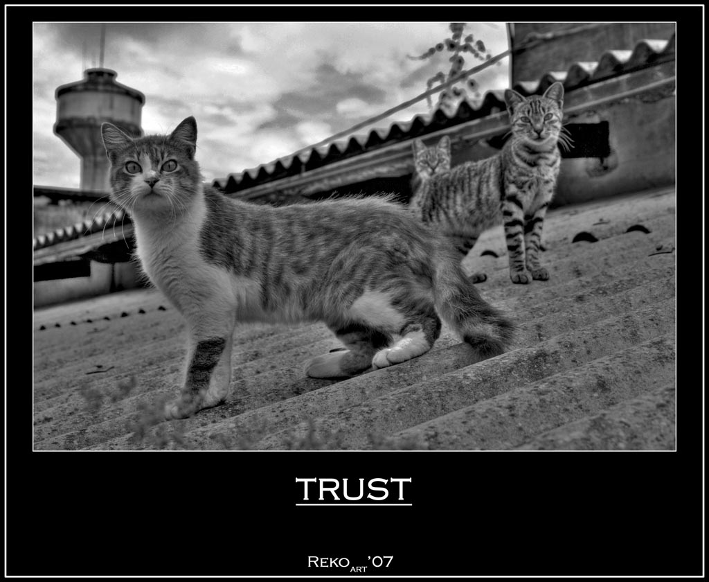 TRUST -b/w-