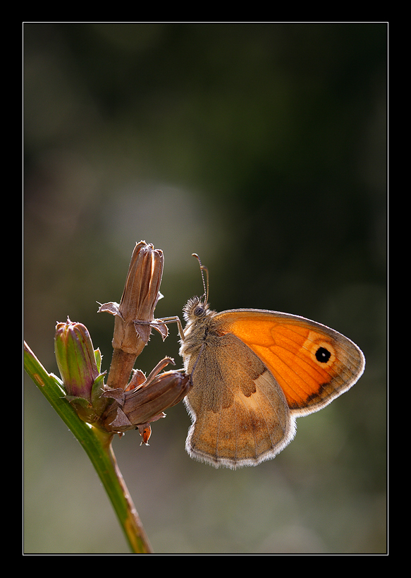 controluce (Coenonympha pamphilus)